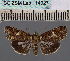  ( - BC_ZSM_Lep_114927)  @11 [ ] by-nc-sa (2022) SNSB, Staatliche Naturwissenschaftliche Sammlungen Bayerns ZSM (SNSB, Zoologische Staatssammlung Muenchen)