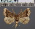  ( - BC_ZSM_Lep_114972)  @11 [ ] by-nc-sa (2022) SNSB, Staatliche Naturwissenschaftliche Sammlungen Bayerns ZSM (SNSB, Zoologische Staatssammlung Muenchen)