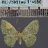  (Dithecodes delicataDS01Ug - BC_ZSM_Lep_114986)  @11 [ ] by-nc-sa (2022) SNSB, Staatliche Naturwissenschaftliche Sammlungen Bayerns ZSM (SNSB, Zoologische Staatssammlung Muenchen)