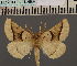  ( - BC_ZSM_Lep_114987)  @11 [ ] by-nc-sa (2022) SNSB, Staatliche Naturwissenschaftliche Sammlungen Bayerns ZSM (SNSB, Zoologische Staatssammlung Muenchen)