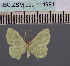  (Dithecodes DS02Ug - BC_ZSM_Lep_114991)  @11 [ ] by-nc-sa (2022) SNSB, Staatliche Naturwissenschaftliche Sammlungen Bayerns ZSM (SNSB, Zoologische Staatssammlung Muenchen)