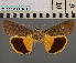  ( - BC_ZSM_Lep_115016)  @11 [ ] by-nc-sa (2022) SNSB, Staatliche Naturwissenschaftliche Sammlungen Bayerns ZSM (SNSB, Zoologische Staatssammlung Muenchen)