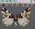 ( - BC_ZSM_Lep_115039)  @11 [ ] by-nc-sa (2022) SNSB, Staatliche Naturwissenschaftliche Sammlungen Bayerns ZSM (SNSB, Zoologische Staatssammlung Muenchen)