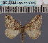  (Pareulype lasithioticaDS01 Tr - BC_ZSM_Lep_115078)  @11 [ ] by-nc-sa (2022) SNSB, Staatliche Naturwissenschaftliche Sammlungen Bayerns ZSM (SNSB, Zoologische Staatssammlung Muenchen)