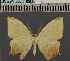  (Epigynopteryx ansorgeiDS01 Ke - BC_ZSM_Lep_115080)  @11 [ ] by-nc-sa (2022) SNSB, Staatliche Naturwissenschaftliche Sammlungen Bayerns ZSM (SNSB, Zoologische Staatssammlung Muenchen)
