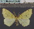  (EpigynopteryxDS01 Eth - BC_ZSM_Lep_115082)  @11 [ ] by-nc-sa (2022) SNSB, Staatliche Naturwissenschaftliche Sammlungen Bayerns ZSM (SNSB, Zoologische Staatssammlung Muenchen)