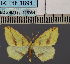  (EpigynopteryxDS02 Eth - BC_ZSM_Lep_115084)  @11 [ ] by-nc-sa (2022) SNSB, Staatliche Naturwissenschaftliche Sammlungen Bayerns ZSM (SNSB, Zoologische Staatssammlung Muenchen)