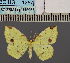  (EpigynopteryxDS04 UG - BC_ZSM_Lep_115088)  @11 [ ] by-nc-sa (2022) SNSB, Staatliche Naturwissenschaftliche Sammlungen Bayerns ZSM (SNSB, Zoologische Staatssammlung Muenchen)