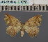  (EpigynopteryxDS01 UG - BC_ZSM_Lep_115089)  @11 [ ] by-nc-sa (2022) SNSB, Staatliche Naturwissenschaftliche Sammlungen Bayerns ZSM (SNSB, Zoologische Staatssammlung Muenchen)