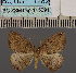  (Epigynopteryx fimosaDS01 UG - BC_ZSM_Lep_115091)  @11 [ ] by-nc-sa (2022) SNSB, Staatliche Naturwissenschaftliche Sammlungen Bayerns ZSM (SNSB, Zoologische Staatssammlung Muenchen)