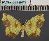  (EpigynopteryxDS04 Eth - BC_ZSM_Lep_115092)  @11 [ ] by-nc-sa (2022) SNSB, Staatliche Naturwissenschaftliche Sammlungen Bayerns ZSM (SNSB, Zoologische Staatssammlung Muenchen)