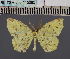  ( - BC_ZSM_Lep_115095)  @11 [ ] by-nc-sa (2022) SNSB, Staatliche Naturwissenschaftliche Sammlungen Bayerns ZSM (SNSB, Zoologische Staatssammlung Muenchen)