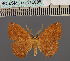  (Epigynopteryx aurantica MDG - BC_ZSM_Lep_115098)  @11 [ ] by-nc-sa (2022) SNSB, Staatliche Naturwissenschaftliche Sammlungen Bayerns ZSM (SNSB, Zoologische Staatssammlung Muenchen)