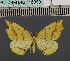  (EoigynopteryxDS07 Eth - BC_ZSM_Lep_115099)  @11 [ ] by-nc-sa (2022) SNSB, Staatliche Naturwissenschaftliche Sammlungen Bayerns ZSM (SNSB, Zoologische Staatssammlung Muenchen)