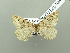  (Macaria IK02mTr - BC ZSM Lep 115115)  @11 [ ] by-nc-sa (2022) SNSB, Staatliche Naturwissenschaftliche Sammlungen Bayerns ZSM (SNSB, Zoologische Staatssammlung Muenchen)