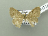  (Stegania tugaiana - BC ZSM Lep 115116)  @11 [ ] by-nc-sa (2022) SNSB, Staatliche Naturwissenschaftliche Sammlungen Bayerns ZSM (SNSB, Zoologische Staatssammlung Muenchen)