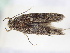  ( - BC ZSM Lep 115146)  @11 [ ] by-nc-sa (2022) SNSB, Staatliche Naturwissenschaftliche Sammlungen Bayerns ZSM (SNSB, Zoologische Staatssammlung Muenchen)