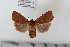  ( - BC_ZSM_Lep_115241)  @11 [ ] by-nc-sa (2022) SNSB, Staatliche Naturwissenschaftliche Sammlungen Bayerns ZSM (SNSB, Zoologische Staatssammlung Muenchen)
