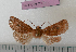  ( - BC_ZSM_Lep_115244)  @11 [ ] by-nc-sa (2022) SNSB, Staatliche Naturwissenschaftliche Sammlungen Bayerns ZSM (SNSB, Zoologische Staatssammlung Muenchen)