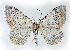  (Camptogramma scripturata - BC_ZSM_Lep_115581)  @11 [ ] by-nc-sa (2022) SNSB, Staatliche Naturwissenschaftliche Sammlungen Bayerns ZSM (SNSB, Zoologische Staatssammlung Muenchen)