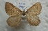 ( - BC_ZSM_Lep_115582)  @11 [ ] by-nc-sa (2022) SNSB, Staatliche Naturwissenschaftliche Sammlungen Bayerns ZSM (SNSB, Zoologische Staatssammlung Muenchen)