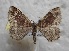  ( - BC_ZSM_Lep_115585)  @11 [ ] by-nc-sa (2022) SNSB, Staatliche Naturwissenschaftliche Sammlungen Bayerns ZSM (SNSB, Zoologische Staatssammlung Muenchen)