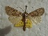  ( - BC_ZSM_Lep_115588)  @11 [ ] by-nc-sa (2022) SNSB, Staatliche Naturwissenschaftliche Sammlungen Bayerns ZSM (SNSB, Zoologische Staatssammlung Muenchen)