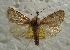  ( - BC_ZSM_Lep_115589)  @11 [ ] by-nc-sa (2022) SNSB, Staatliche Naturwissenschaftliche Sammlungen Bayerns ZSM (SNSB, Zoologische Staatssammlung Muenchen)
