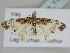  (Eupithecia breviculata - BC_ZSM_Lep_115635)  @11 [ ] by-nc-sa (2022) SNSB, Staatliche Naturwissenschaftliche Sammlungen Bayerns ZSM (SNSB, Zoologische Staatssammlung Muenchen)