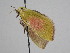  ( - BC_ZSM_Lep_115655)  @11 [ ] by-nc-sa (2022) SNSB, Staatliche Naturwissenschaftliche Sammlungen Bayerns ZSM (SNSB, Zoologische Staatssammlung Muenchen)