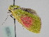  ( - BC_ZSM_Lep_115656)  @11 [ ] by-nc-sa (2022) SNSB, Staatliche Naturwissenschaftliche Sammlungen Bayerns ZSM (SNSB, Zoologische Staatssammlung Muenchen)