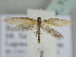  ( - BC_ZSM_Lep_115664)  @11 [ ] by-nc-sa (2022) SNSB, Staatliche Naturwissenschaftliche Sammlungen Bayerns ZSM (SNSB, Zoologische Staatssammlung Muenchen)