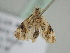  ( - BC_ZSM_Lep_116373)  @11 [ ] by-nc-sa (2022) SNSB, Staatliche Naturwissenschaftliche Sammlungen Bayerns ZSM (SNSB, Zoologische Staatssammlung Muenchen)
