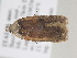  ( - BC_ZSM_Lep_116383)  @11 [ ] by-nc-sa (2022) SNSB, Staatliche Naturwissenschaftliche Sammlungen Bayerns ZSM (SNSB, Zoologische Staatssammlung Muenchen)