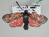  (Zygaena armena - BC_ZSM_Lep_116394)  @11 [ ] by-nc-sa (2022) SNSB, Staatliche Naturwissenschaftliche Sammlungen Bayerns ZSM (SNSB, Zoologische Staatssammlung Muenchen)