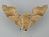  ( - BC_ZSM_Lep_116147)  @11 [ ] by-nc-sa (2023) SNSB, Staatliche Naturwissenschaftliche Sammlungen Bayerns ZSM (SNSB, Zoologische Staatssammlung Muenchen)