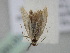  ( - BC_ZSM_Lep_116169)  @11 [ ] by-nc-sa (2023) SNSB, Staatliche Naturwissenschaftliche Sammlungen Bayerns ZSM (SNSB, Zoologische Staatssammlung Muenchen)