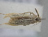  ( - BC_ZSM_Lep_116170)  @11 [ ] by-nc-sa (2023) SNSB, Staatliche Naturwissenschaftliche Sammlungen Bayerns ZSM (SNSB, Zoologische Staatssammlung Muenchen)