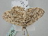  ( - BC_ZSM_Lep_116208)  @11 [ ] by-nc-sa (2023) SNSB, Staatliche Naturwissenschaftliche Sammlungen Bayerns ZSM (SNSB, Zoologische Staatssammlung Muenchen)