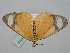  ( - BC_ZSM_Lep_116212)  @11 [ ] by-nc-sa (2023) SNSB, Staatliche Naturwissenschaftliche Sammlungen Bayerns ZSM (SNSB, Zoologische Staatssammlung Muenchen)