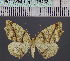 ( - BC_ZSM_Lep_116438)  @11 [ ] by-nc-sa (2023) SNSB, Staatliche Naturwissenschaftliche Sammlungen Bayerns ZSM (SNSB, Zoologische Staatssammlung Muenchen)