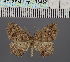  ( - BC_ZSM_Lep_116452)  @11 [ ] by-nc-sa (2023) SNSB, Staatliche Naturwissenschaftliche Sammlungen Bayerns ZSM (SNSB, Zoologische Staatssammlung Muenchen)