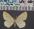  (Epigynopteryx DS02Eth - BC_ZSM_Lep_116454)  @11 [ ] by-nc-sa (2023) SNSB, Staatliche Naturwissenschaftliche Sammlungen Bayerns ZSM (SNSB, Zoologische Staatssammlung Muenchen)