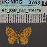  ( - BC_ZSM_Lep_116476)  @11 [ ] by-nc-sa (2023) SNSB, Staatliche Naturwissenschaftliche Sammlungen Bayerns ZSM (SNSB, Zoologische Staatssammlung Muenchen)