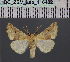  ( - BC_ZSM_Lep_116482)  @11 [ ] by-nc-sa (2023) SNSB, Staatliche Naturwissenschaftliche Sammlungen Bayerns ZSM (SNSB, Zoologische Staatssammlung Muenchen)