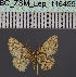  ( - BC_ZSM_Lep_116495)  @11 [ ] by-nc-sa (2023) SNSB, Staatliche Naturwissenschaftliche Sammlungen Bayerns ZSM (SNSB, Zoologische Staatssammlung Muenchen)