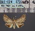  ( - BC_ZSM_Lep_116504)  @11 [ ] by-nc-sa (2023) SNSB, Staatliche Naturwissenschaftliche Sammlungen Bayerns ZSM (SNSB, Zoologische Staatssammlung Muenchen)