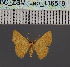  ( - BC_ZSM_Lep_116519)  @11 [ ] by-nc-sa (2023) SNSB, Staatliche Naturwissenschaftliche Sammlungen Bayerns ZSM (SNSB, Zoologische Staatssammlung Muenchen)