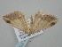  ( - BC_ZSM_Lep_117042)  @11 [ ] by-nc-sa (2023) SNSB, Staatliche Naturwissenschaftliche Sammlungen Bayerns ZSM (SNSB, Zoologische Staatssammlung Muenchen)