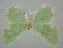  ( - BC_ZSM_Lep_117085)  @11 [ ] by-nc-sa (2023) SNSB, Staatliche Naturwissenschaftliche Sammlungen Bayerns ZSM (SNSB, Zoologische Staatssammlung Muenchen)